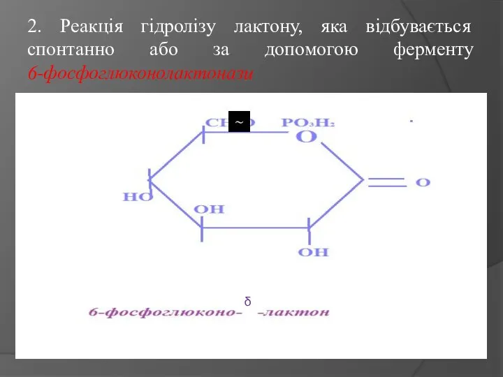 2. Реакція гідролізу лактону, яка відбувається спонтанно або за допомогою ферменту 6-фосфоглюконолактонази δ