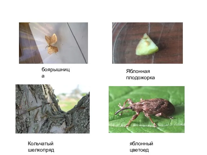 боярышница Яблонная плодожорка Кольчатый шелкопряд яблонный цветоед