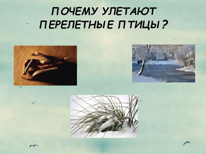 ПОЧЕМУ УЛЕТАЮТ ПЕРЕЛЕТНЫЕ ПТИЦЫ?