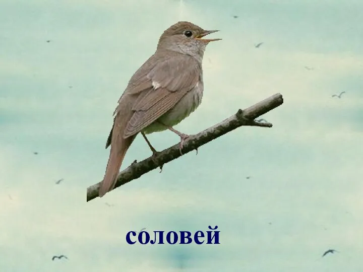 соловей