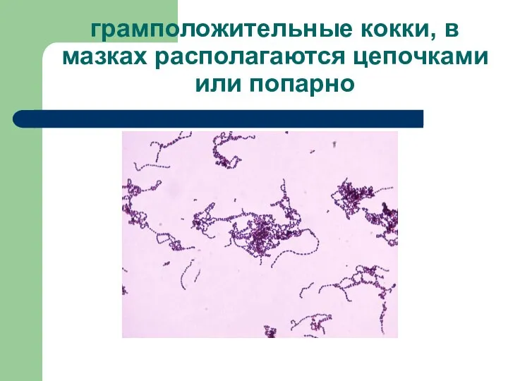 грамположительные кокки, в мазках располагаются цепочками или попарно