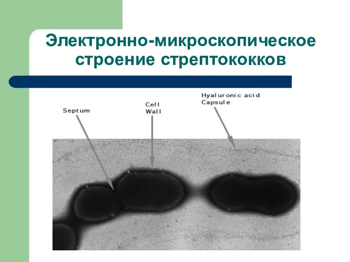 Электронно-микроскопическое строение стрептококков