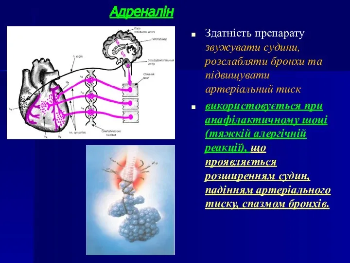 Адреналін Здатність препарату звужувати судини, розслабляти бронхи та підвищувати артеріальний тиск