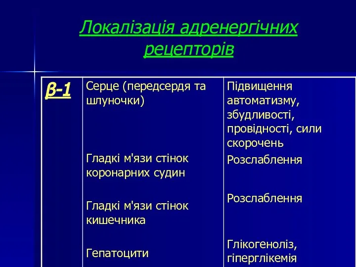 Локалізація адренергічних рецепторів