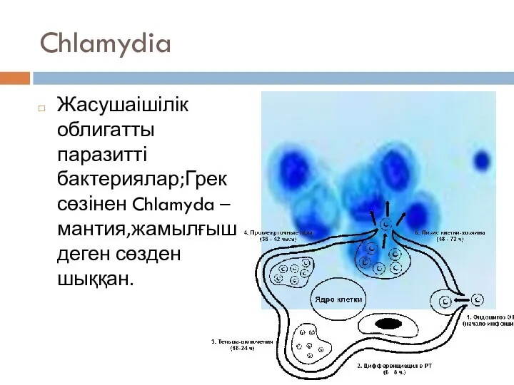 Chlamydia Жасушаішілік облигатты паразитті бактериялар;Грек сөзінен Chlamyda –мантия,жамылғыш деген сөзден шыққан.