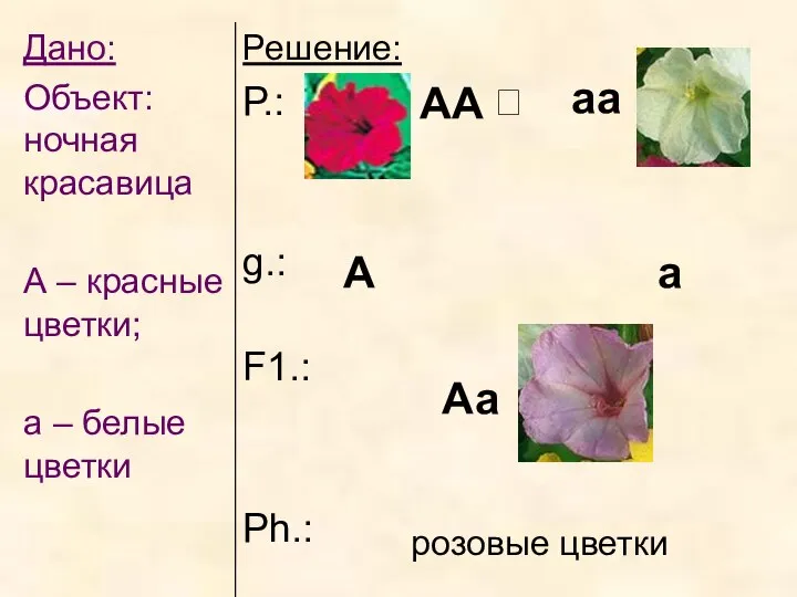 АА аа А а Аа розовые цветки