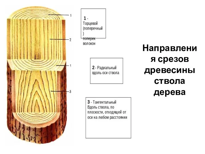 Направления срезов древесины ствола дерева