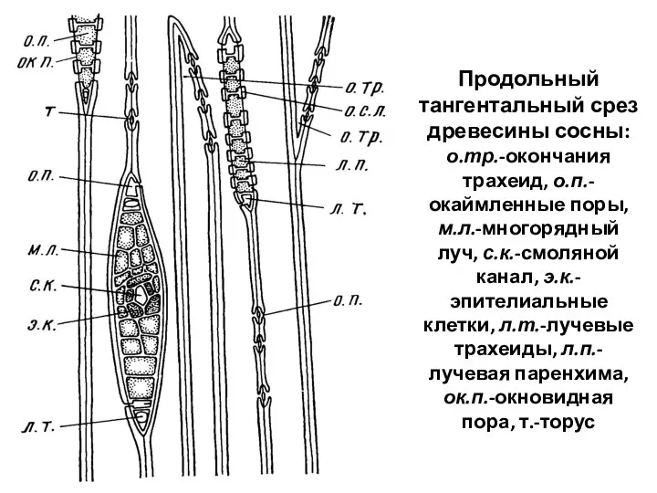 Продольный тангентальный срез древесины сосны: о.тр.-окончания трахеид, о.п.-окаймленные поры, м.л.-многорядный луч,