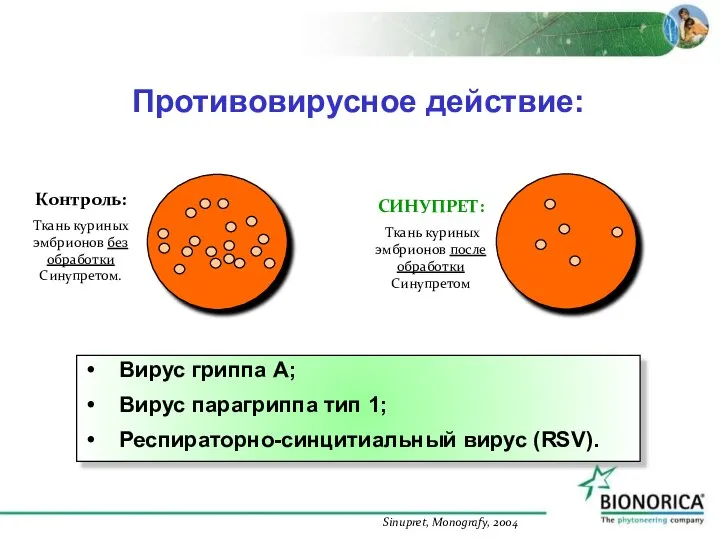 Противовирусное действие: Вирус гриппа А; Вирус парагриппа тип 1; Респираторно-синцитиальный вирус (RSV). Sinupret, Monografy, 2004