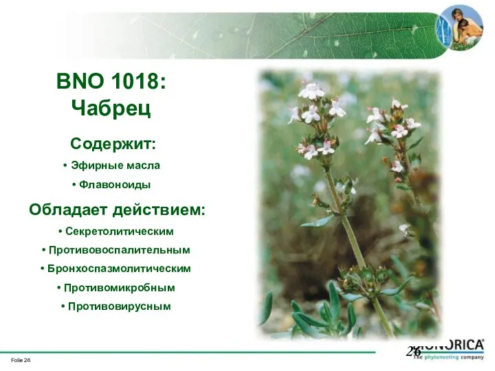 BNO 1018: Чабрец Содержит: Эфирные масла Флавоноиды Обладает действием: Секретолитическим Противовоспалительным Бронхоспазмолитическим Противомикробным Противовирусным