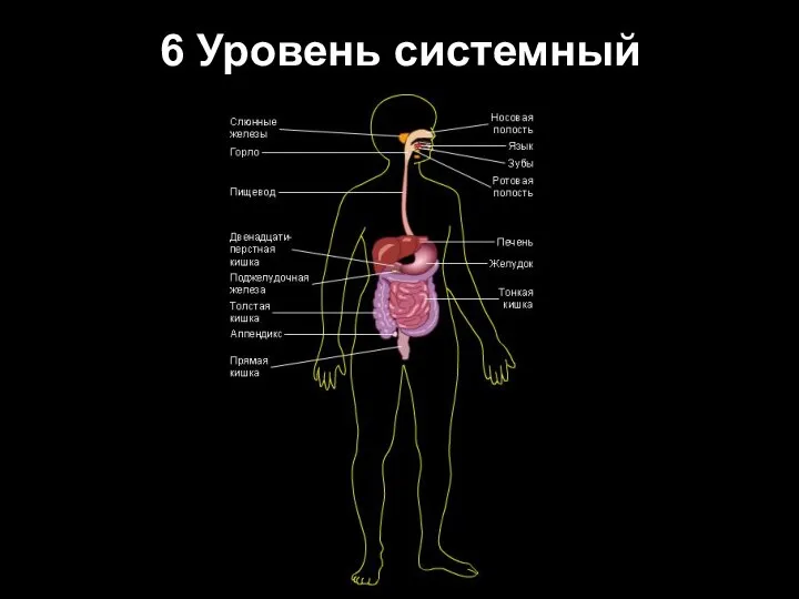 6 Уровень системный