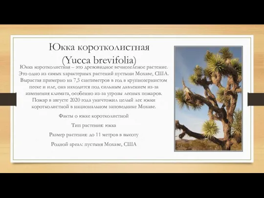 Юкка коротколистная (Yucca brevifolia) Юкка коротколистная – это древовидное вечнозеленое растение.