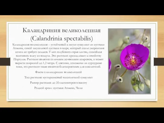 Каландриния великолепная (Calandrinia spectabilis) Каландриния великолепная – устойчивый к засухе суккулент