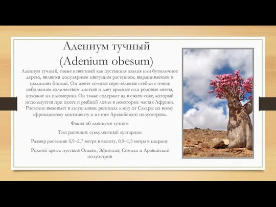 Адениум тучный (Adenium obesum) Адениум тучный, также известный как пустынная азалия