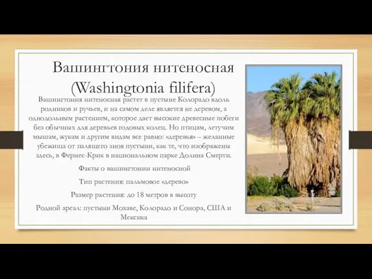 Вашингтония нитеносная (Washingtonia filifera) Вашингтония нитеносная растет в пустыне Колорадо вдоль