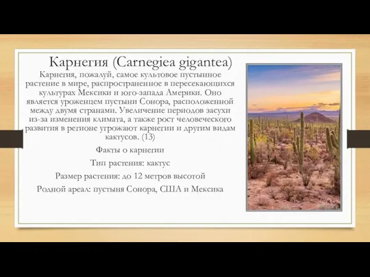 Карнегия (Carnegiea gigantea) Карнегия, пожалуй, самое культовое пустынное растение в мире,