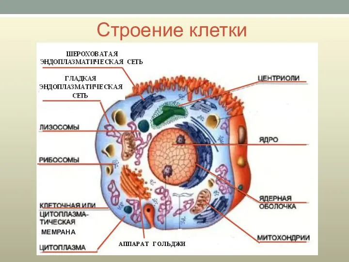 Строение клетки МЕМРАНА