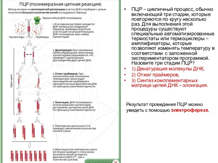 ПЦР – цикличный процесс, обычно включающий три стадии, которые повторяются по