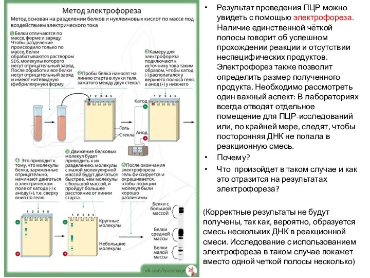 Результат проведения ПЦР можно увидеть с помощью электрофореза. Наличие единственной чёткой