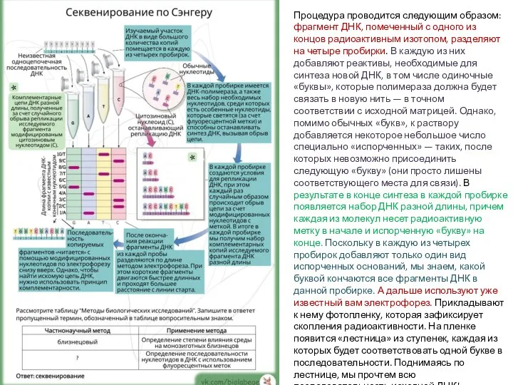 Процедура проводится следующим образом: фрагмент ДНК, помеченный с одного из концов