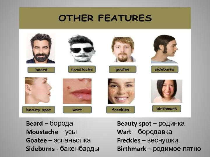 Beard – борода Moustache – усы Goatee – эспаньолка Sideburns -