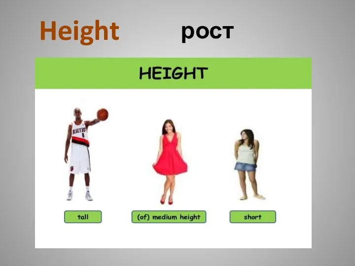 рост Height