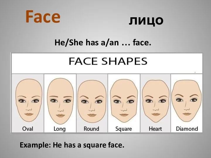 лицо Face He/She has a/an … face. Example: He has a square face.