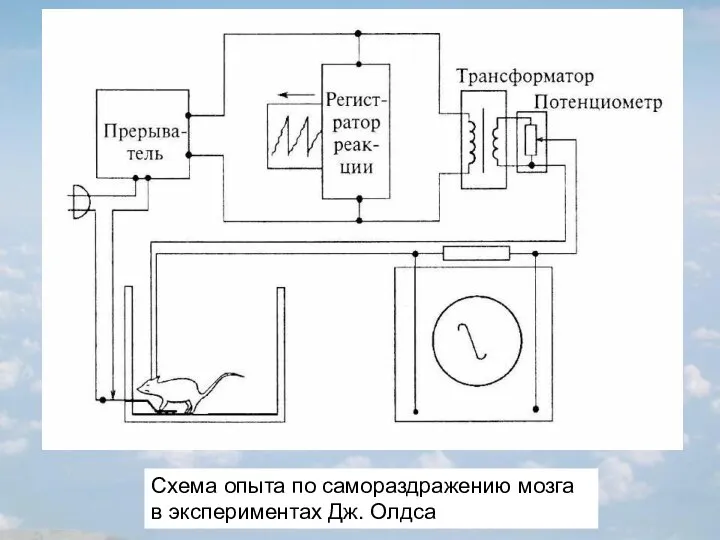 Схема опыта по самораздражению мозга в экспериментах Дж. Олдса