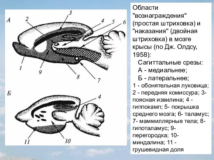 Области "вознаграждения" (простая штриховка) и "наказания" (двойная штриховка) в мозге крысы