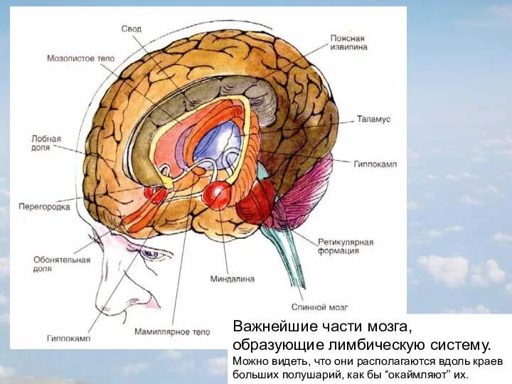 Важнейшие части мозга, образующие лимбическую систему. Можно видеть, что они располагаются