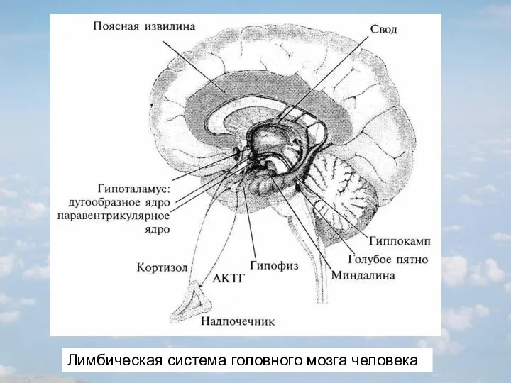 Лимбическая система головного мозга человека