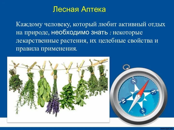 Лесная Аптека Каждому человеку, который любит активный отдых на природе, необходимо