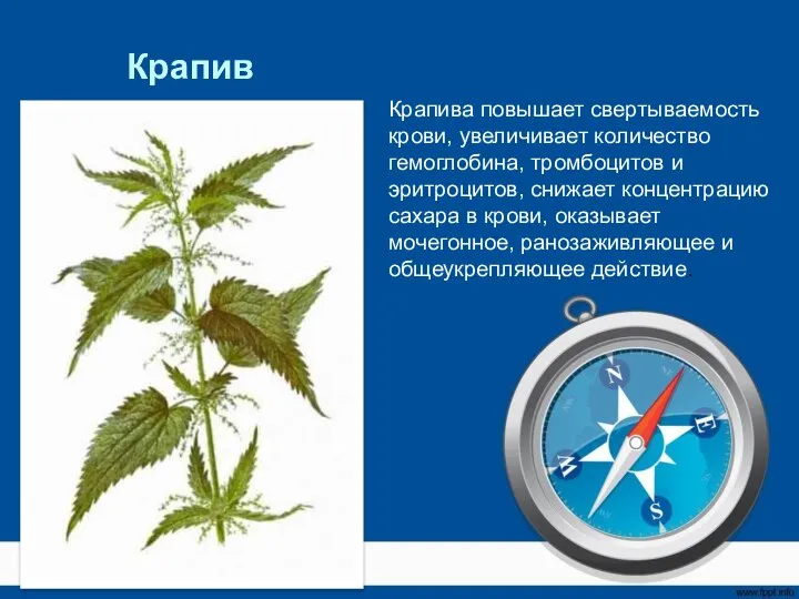 Крапива Крапива повышает свертываемость крови, увеличивает количество гемоглобина, тромбоцитов и эритроцитов,