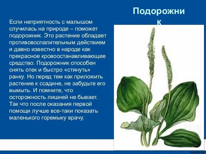 Если неприятность с малышом случилась на природе – поможет подорожник. Это