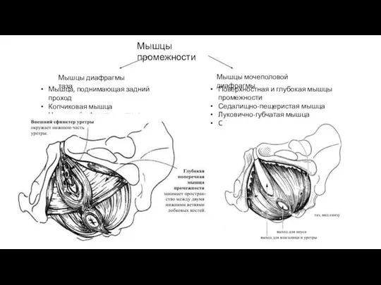 Мышцы промежности Мышцы диафрагмы таза Мышцы мочеполовой диафрагмы Мышца, поднимающая задний