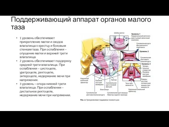 Поддерживающий аппарат органов малого таза 1 уровень обеспечивает прикрепление матки и