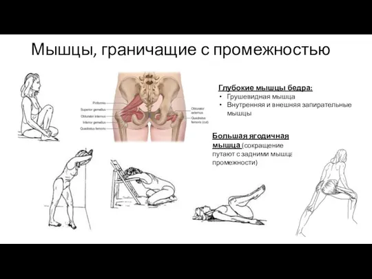 Мышцы, граничащие с промежностью Глубокие мышцы бедра: Грушевидная мышца Внутренняя и