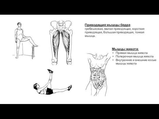 Приводящие мышцы бедра: гребешковая, малая приводящая, короткая приводящая, большая приводящая, тонкая