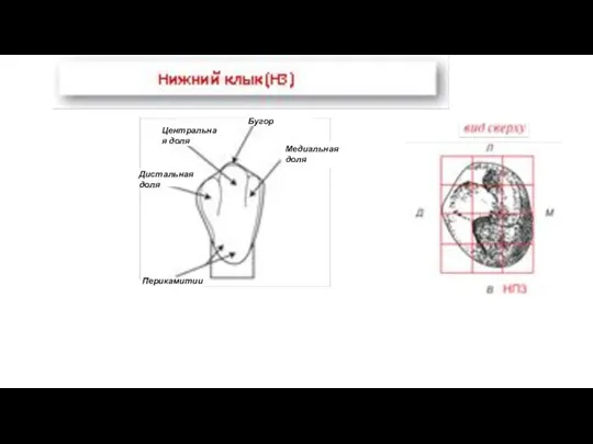 Медиальная доля Бугор Центральная доля Дистальная доля Перикамитии