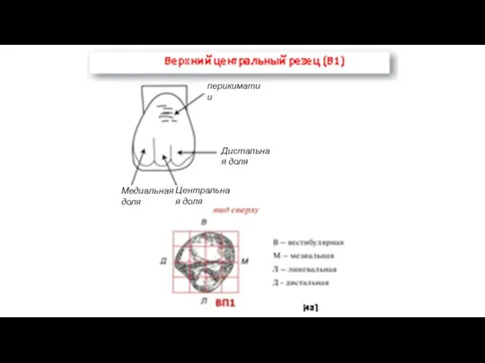 перикиматии Дистальная доля Центральная доля Медиальная доля