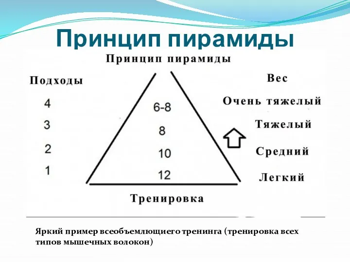 Принцип пирамиды Яркий пример всеобъемлющиего тренинга (тренировка всех типов мышечных волокон)