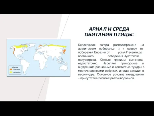 АРИАЛ И СРЕДА ОБИТАНИЯ ПТИЦЫ: Белоклювая гагара распространена на арктическом побережье