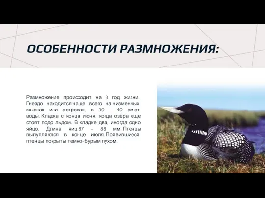 ОСОБЕННОСТИ РАЗМНОЖЕНИЯ: Размножение происходит на 3 год жизни. Гнездо находится чаще