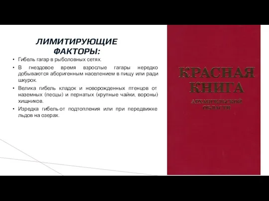 ЛИМИТИРУЮЩИЕ ФАКТОРЫ: Гибель гагар в рыболовных сетях. В гнездовое время взрослые