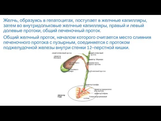 Желчь, образуясь в гепатоцитах, поступает в желчные капилляры, затем во внутридольковые