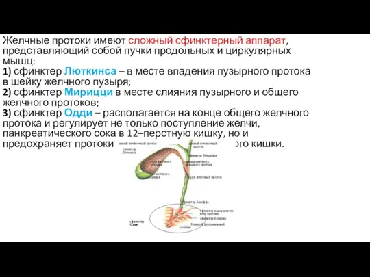 Желчные протоки имеют сложный сфинктерный аппарат, представляющий собой пучки продольных и