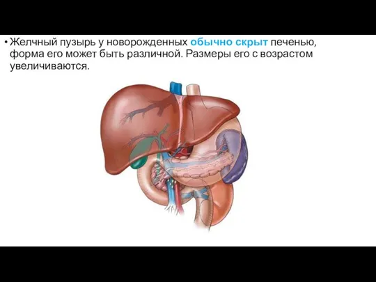 Желчный пузырь у новорожденных обычно скрыт печенью, форма его может быть