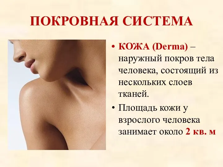 ПОКРОВНАЯ СИСТЕМА КОЖА (Derma) – наружный покров тела человека, состоящий из