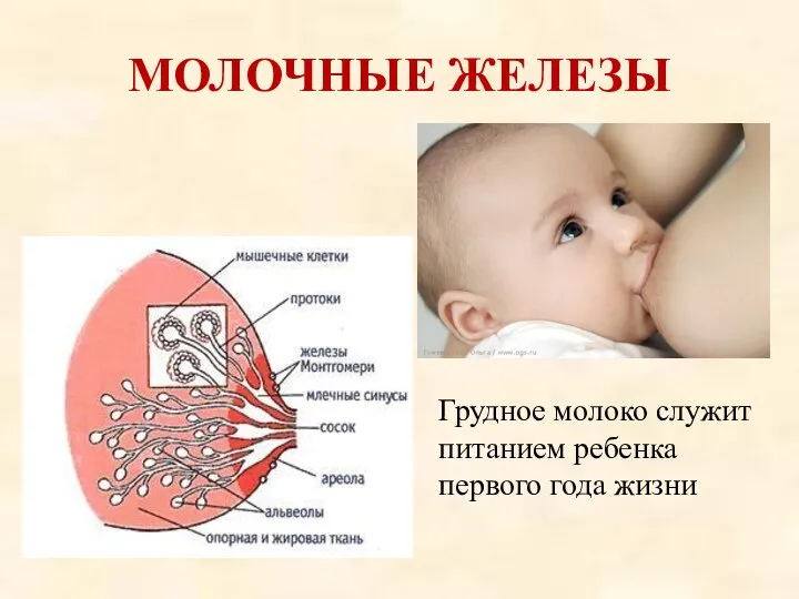 МОЛОЧНЫЕ ЖЕЛЕЗЫ Грудное молоко служит питанием ребенка первого года жизни