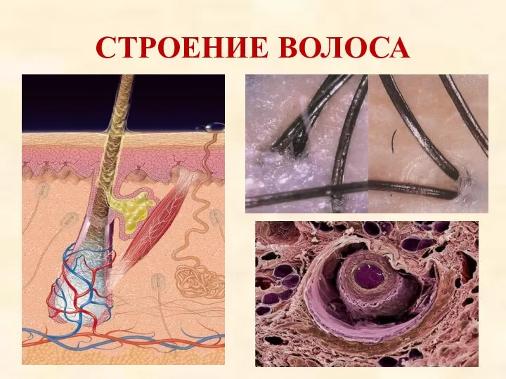 СТРОЕНИЕ ВОЛОСА